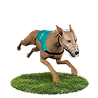 泰京娛樂城白金賽狗